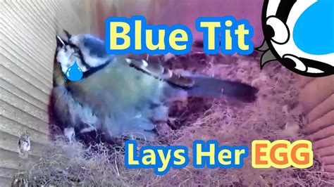 Female Blue Tit Laying An Egg YouTube