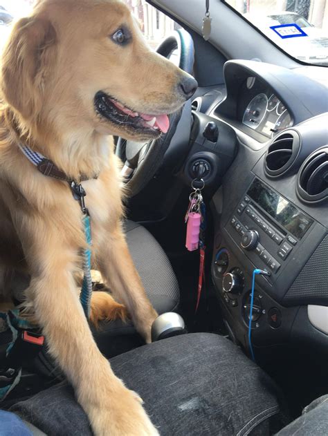 When He Puts His Hand On Your Thigh While He Drives 😍 Goldenretrievers