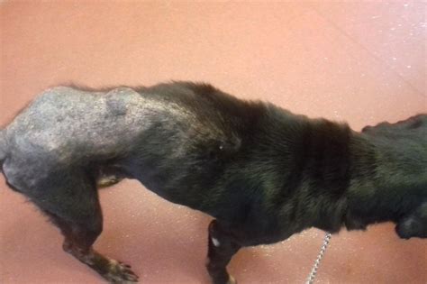 Dog Left To Suffer Serious Skin Disease And Cancerous Lumps As