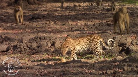 Shenton Safaris Leopard Vs Baboon Youtube