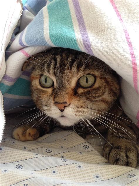 My Cat Under A Blanket Cats Cats Kittens Kittens