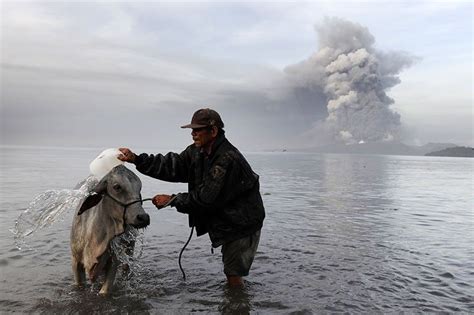 Peta Asks For Relief Items For Animals Amid Taal Eruption