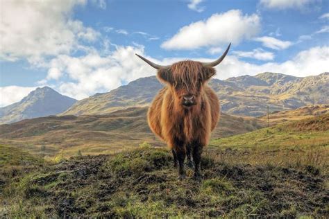 Discover The Best Native Wildlife In Scotland Cottages And Castles