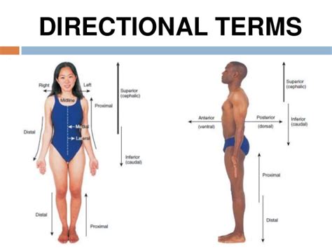 Mg stands for milligram mcg stands for microgram both are the units for measuring the weight of medicines. Health Care (Human Body Care): Anatomical Terms