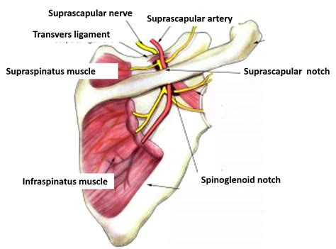 Suprascapular Nerve Anatomy Sexiz Pix