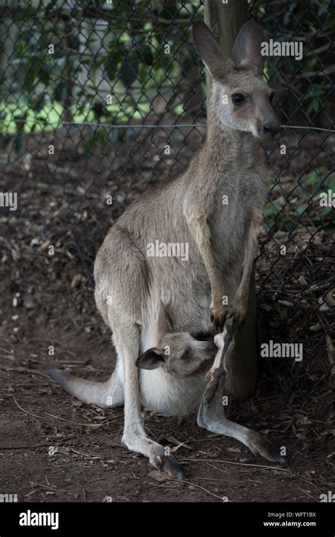 Kangaroo Joey Pouch Cute Hi Res Stock Photography And Images Alamy