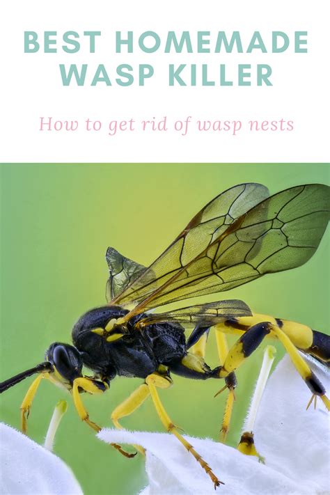 Best Homemade Wasp Killer Updated In 2020 Diy Pest Control Guide