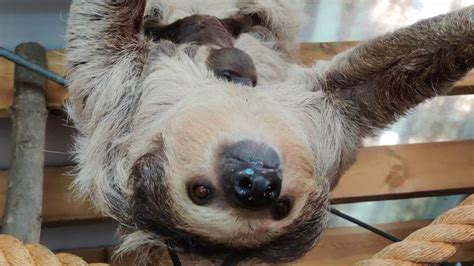 New Two Toed Sloth Baby Welcomed By Dudley Zoo