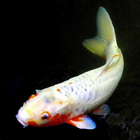 Beautiful Koi Fish Photograph By Kirsten Giving Fine Art America