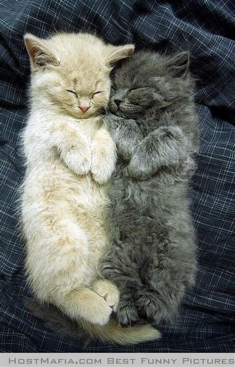 Two Fluffy Kitties Having A Snoozie Time Snuggle Cute Animals