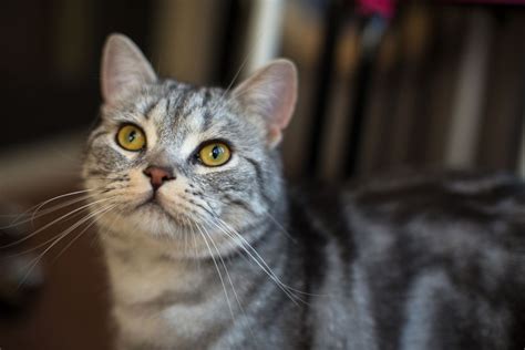 American Shorthair—full Profile History And Care