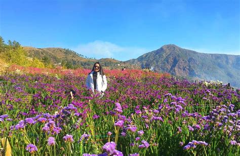 Northern Blossom Flower Farm Atok All You Need To Know Before You Go