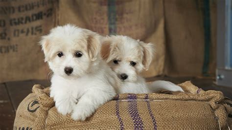 The 30 Most Popular Small Dog Breeds In America Page 2 Of 7 247