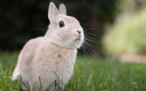 Cute Bunny Wallpapers ·① WallpaperTag