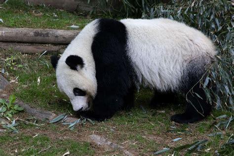 Panda Updates Monday September 9 Zoo Atlanta