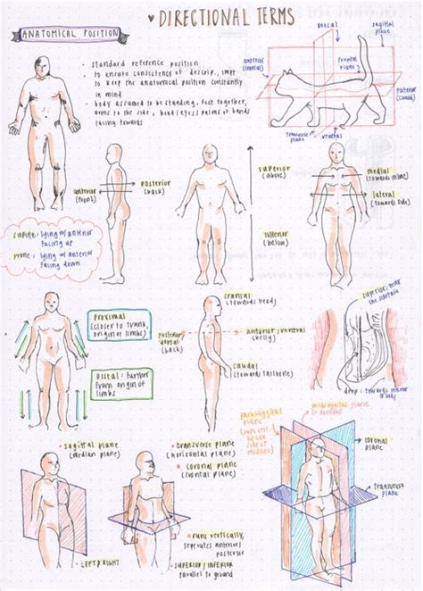 Pin By Natalie On Study Basic Anatomy And Physiology Medical School