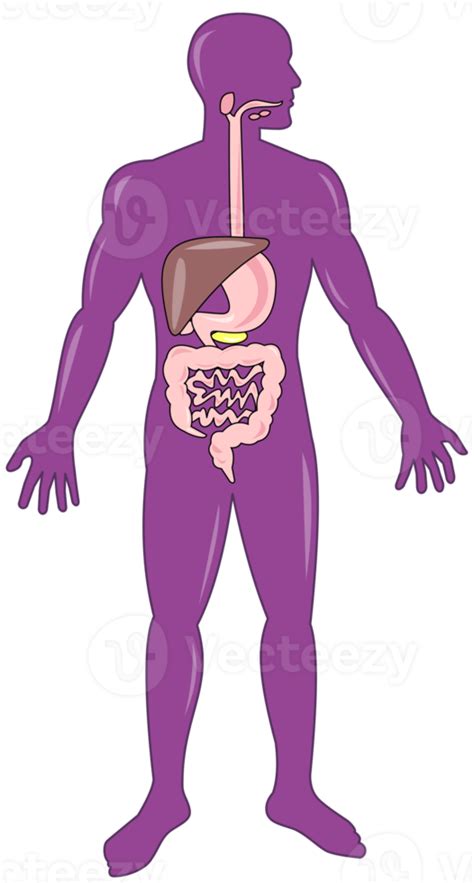Male Human Anatomy Standing 13869348 Png