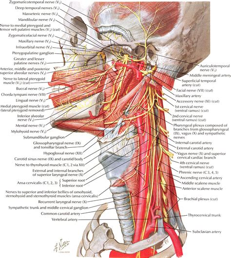 Sternohyoid, sternothyroid, thyrohyoid, omohyoid anterior vertebral muscles: Netter on Anatomy