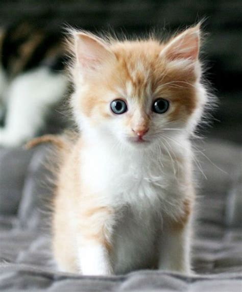 Cat Breeds That Stay Small Forever Pets Lovers