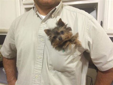 Pocket Size Yorkshire Akc Female Yorkie 1lb 5 Months For Sale In