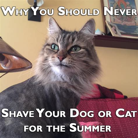 I am considering getting my 1 year old dlh a lion cut for the summer. Why You Should Never Shave Your Dog or Cat for the Summer ...
