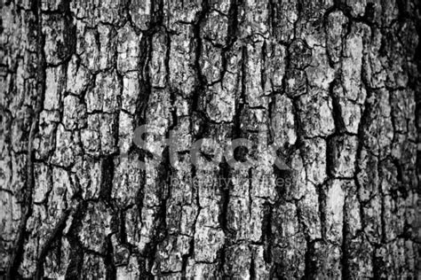 Black And White Tree Bark Stock Photo Royalty Free Freeimages