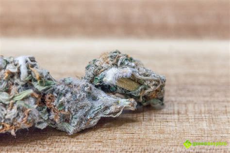 Everything You Should Know About Cannabis Mold