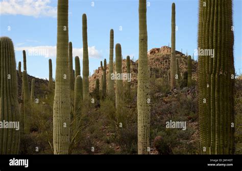 Saguaro Cactus Carnegiea Gigantea Grow In The Sonoran Desert Tucson