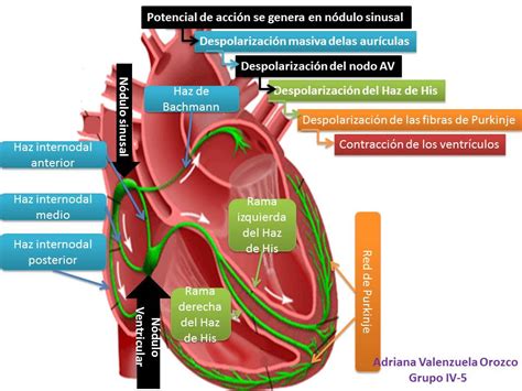 Sistema De Conduccion Anatomia Anatomia Medica Anatomia Cardiaca Images