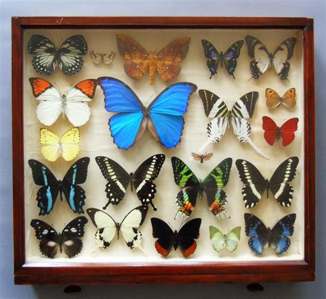 Superb Antique Collection Butterfly Specimens Mahogany Case 659484