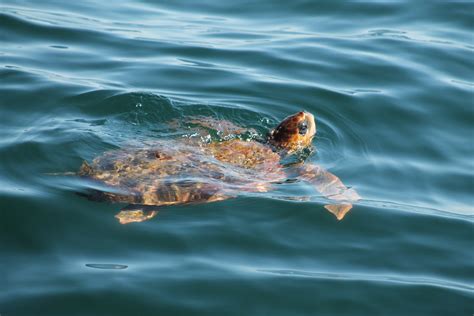 Ten Rescued Sea Turtles Released Off Cape Cod