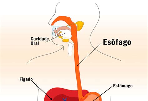 Anatomia Esofago Vrogue Co