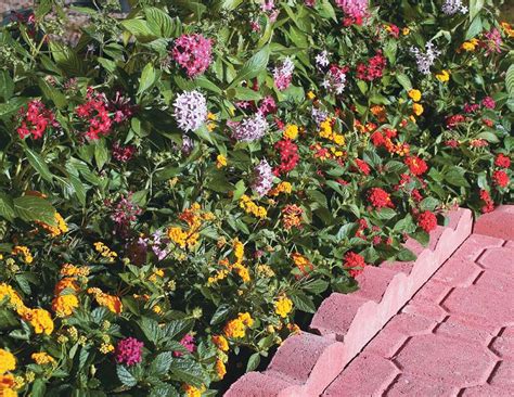 South florida has a wide variety of native plants that are both attractive and useful as landscape plants. Plant Perennials in Your South Florida Garden | Plants ...