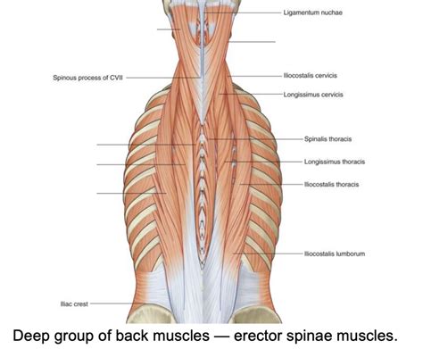 Deep Back Muscles Diagram Diagram Quizlet