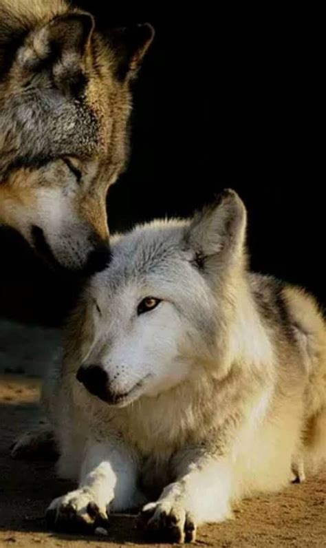Stunning💓 Wolf Dog Wolf Love