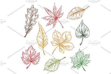 8 Leaf Sketches Free And Premium Templates Free