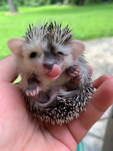 Baby Hedgehog Rtinyunits