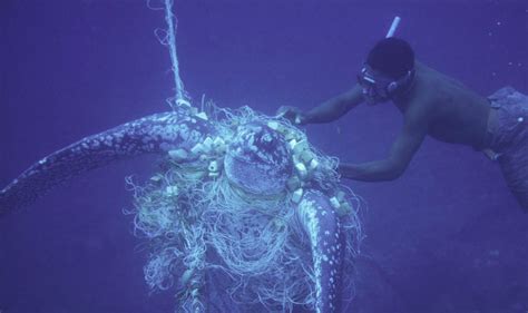 El 87 De Nuestros Océanos Están Dañados Por El Impacto Humano