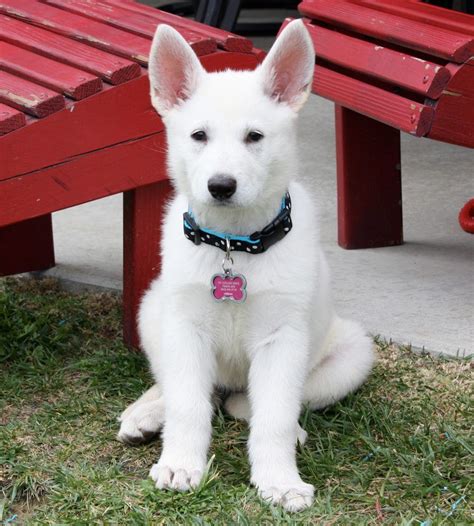 White German Shepherd Pup I Remember When Max Was This Small White