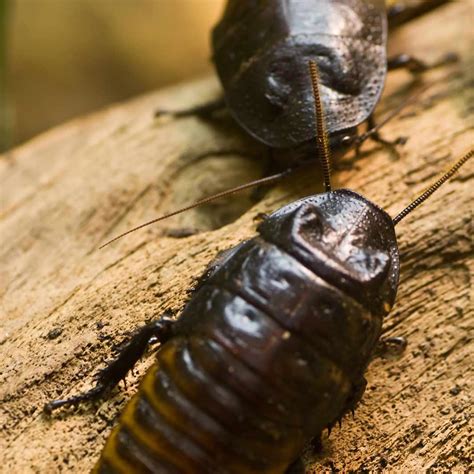 Kelley's termite & pest control. Pest Control in Morgan County, IN - (765) 342-2546 ...