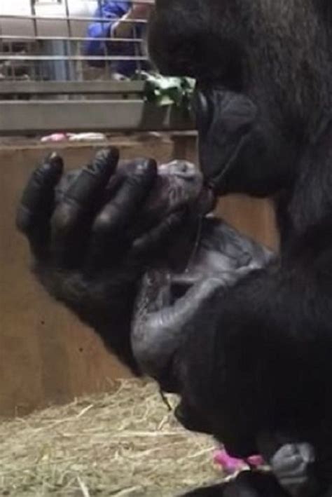 Gorilla Repeatedly Kisses Newborn Infant Seconds After Giving Birth For The First Time As They