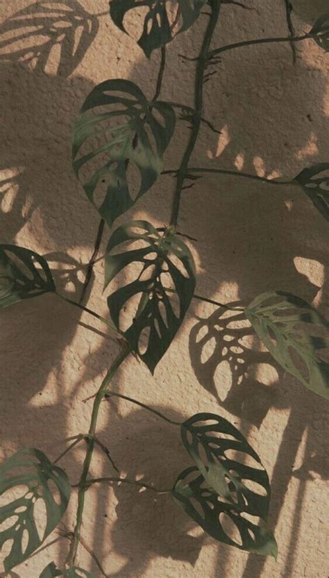 Pin By Manzanita On Wallpaper Plant Wallpaper Plant Aesthetic