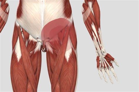 Cómo curar la pubalgia Fisioterapia síntomas y tratamiento