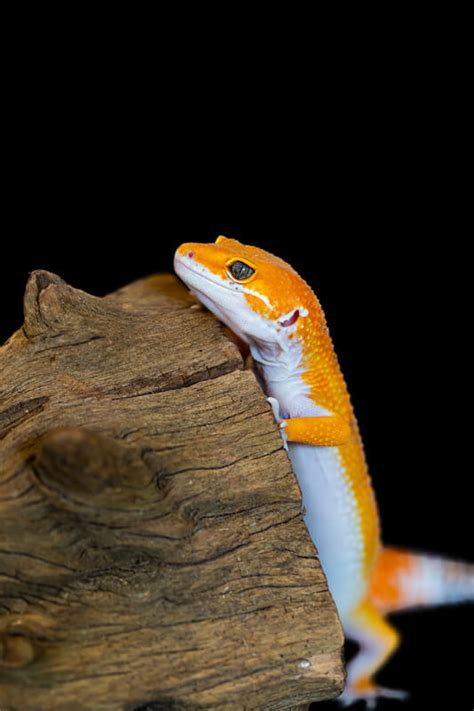 This way, you can tell if you are willing to commit to taking care of it. Do Leopard Geckos Get Attached To Their Owners? - Reptile ...