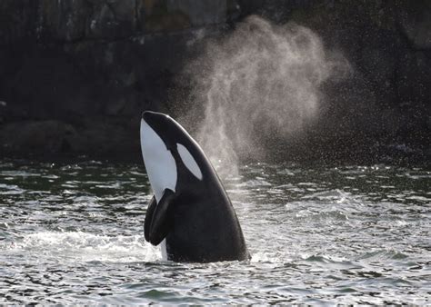 Its Whale Watching Season In Vancouver Everything You Need To Know