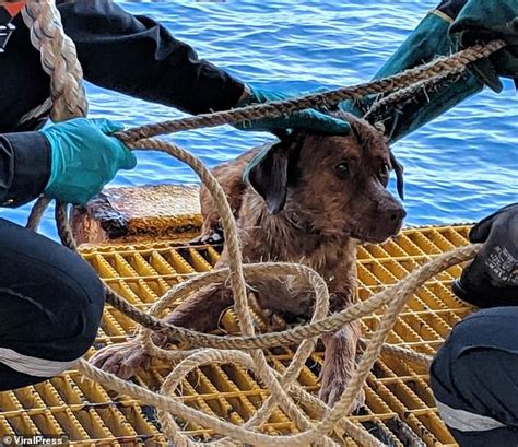 Gulf Of Thailand Dog Rescued By Oil Rig Worker After Its Found