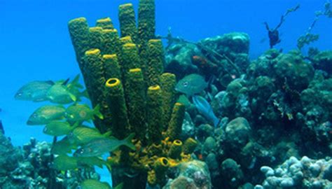 Plants In A Coral Reef Sciencing