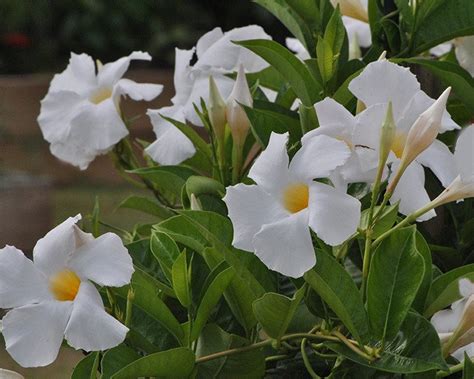It is a perennial wildflower, blossoming with ornate white flowers beginning in springtime and ranging into summer. What Is The Name Of This White Flower With Hollow Yellow ...