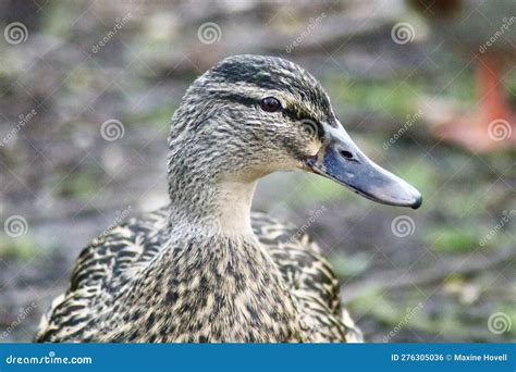 Mallard Duck Close Up Of Face Stock Photo Image Of Wings Poultry