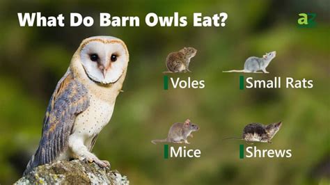 What Do Barn Owls Eat 25 Foods They Consume Imp World